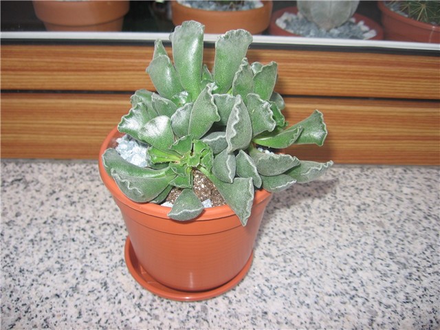 Adromischus